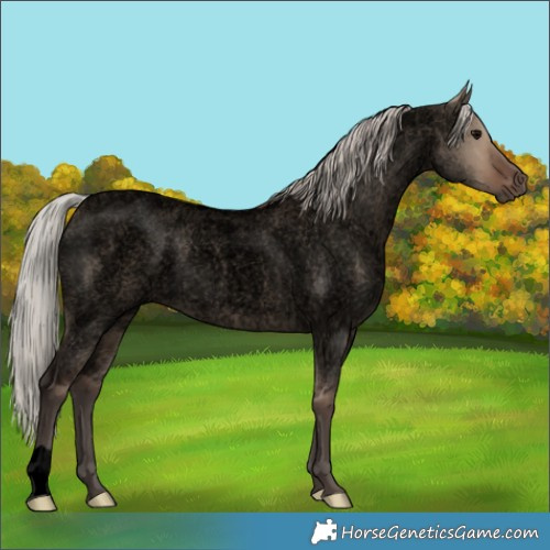 Horse Color:Void Silver Grullo Roan 
