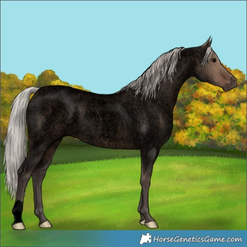Horse Color:Void Silver Grullo Roan 