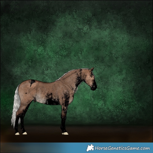 Horse Color:Void White Spotted Silver Bay Dun Appaloosa Rabicano