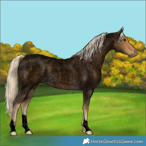 Horse Color:Void Chocolate Palomino Roan 
