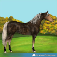 Horse Color:Void Chocolate Palomino Roan 