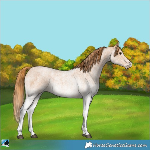 Horse Color:White Spotted Red Roan 