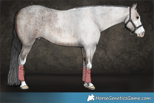 Horse Color:White Spotted Brown Roan Dun Brindle 