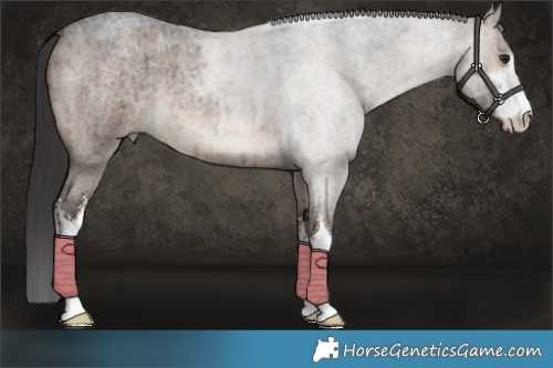 Horse Color:White Spotted Brown Roan Dun Brindle