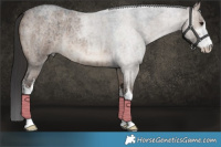Horse Color:White Spotted Brown Roan Dun Brindle 