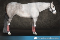 Horse Color:White Spotted Brown Roan Dun Brindle 