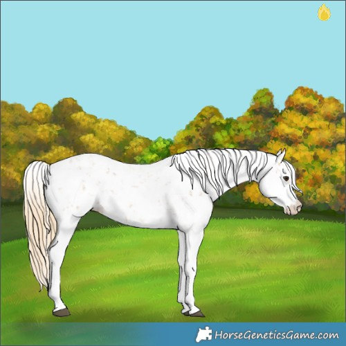 Horse Color:Chestnut Sabino 