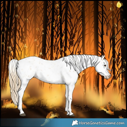 Horse Color:Chestnut Sabino 
