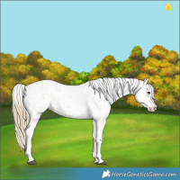 Horse Color:Chestnut Sabino 