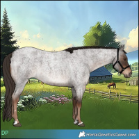 Horse Color:Liver Red Roan 