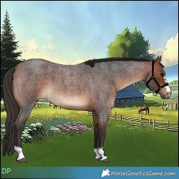 Horse Color:Bay Roan 