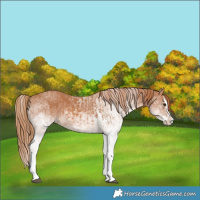 Horse Color:White Spotted Chestnut Splash  and White Spotted Chestnut Splash 