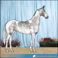 Horse Color:Gray Silver Black Sabino Tobiano Blanket Rabicano 