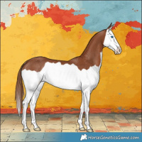 Horse Color:Chestnut Splash Rabicano