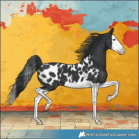 Horse Color:Black Splash Appaloosa 