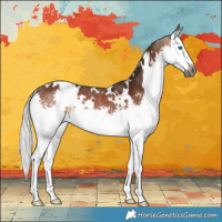 Horse Color:Gray White Spotted Silver Bay Splash Rabicano 