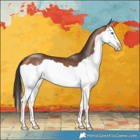 Horse Color:Bay Splash Rabicano 