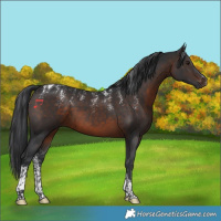 Horse Color:Powder White Brown Tobiano