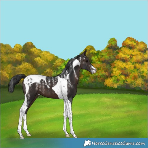 Horse Color:Powder White Brown Tobiano 