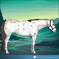 Horse Color:Chocolate Bay Ice Sabino Frame Rabicano 