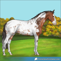 Horse Color:Bay Ice Splash Tobiano Appaloosa 