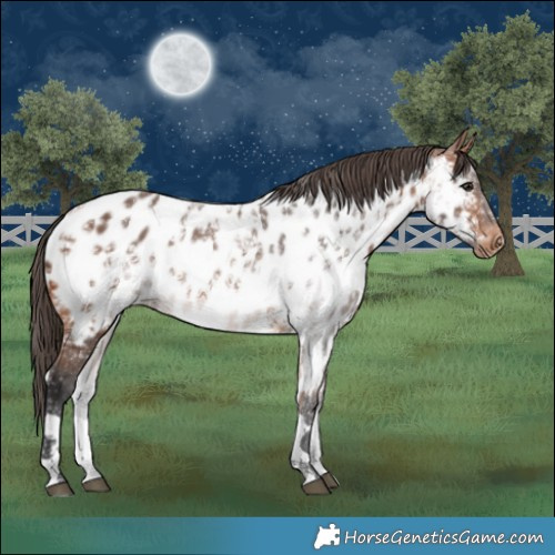 Horse Color:Bay Ice Tobiano Near Leopard