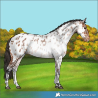 Horse Color:Bay Ice Tobiano Appaloosa 