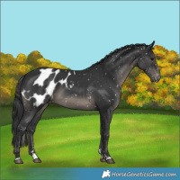 Horse Color:Black Blanket 
