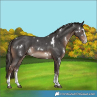 Horse Color:White Spotted Liver Chestnut Sabino 
