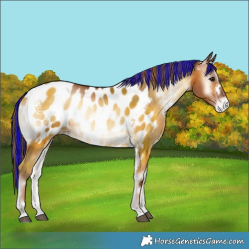Horse Color:Painted White Spotted Brown Pearl Onyx Near Leopard 