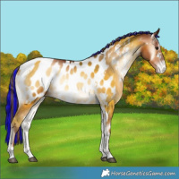 Horse Color:Painted White Spotted Brown Pearl Onyx Appaloosa 