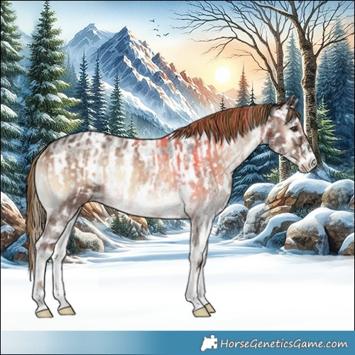 Horse Color:White Spotted Liver Red Onyx Rabicano  and Liver Red Onyx Roan Near Leopard Rabicano 