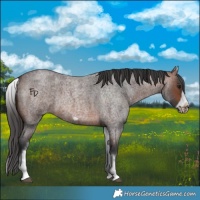 Horse Color:White Spotted Brown Roan Frame 