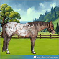 Horse Color:Bay Appaloosa  and Amber Champagne Appaloosa 