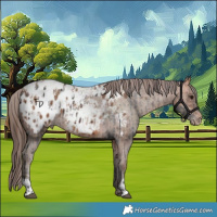 Horse Color:Bay Appaloosa and Amber Champagne Appaloosa