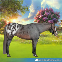 Horse Color:Bay Appaloosa and Bay Splash Appaloosa