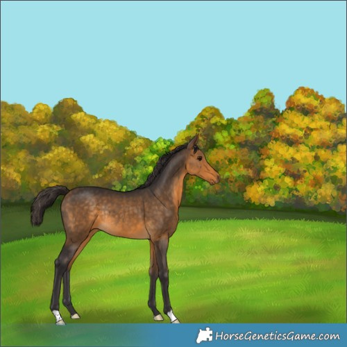 Horse Color:Buckskin Rabicano 