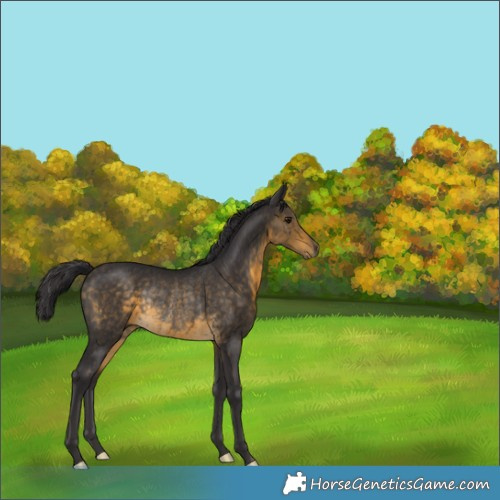 Horse Color:Buckskin Rabicano 