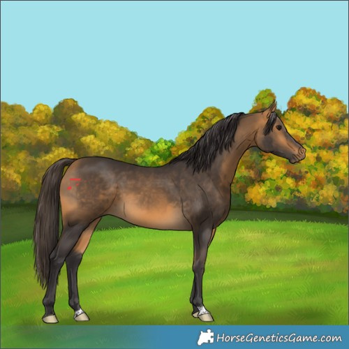 Horse Color:Buckskin 