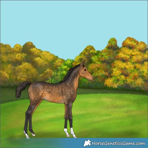 Horse Color:Buckskin 