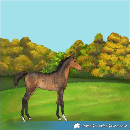 Horse Color:Buckskin Rabicano 