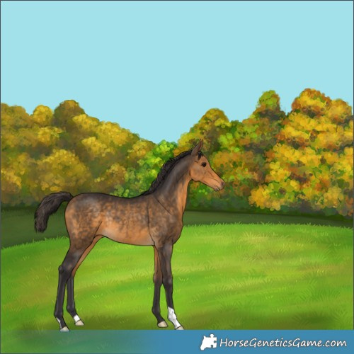 Horse Color:Buckskin Rabicano 