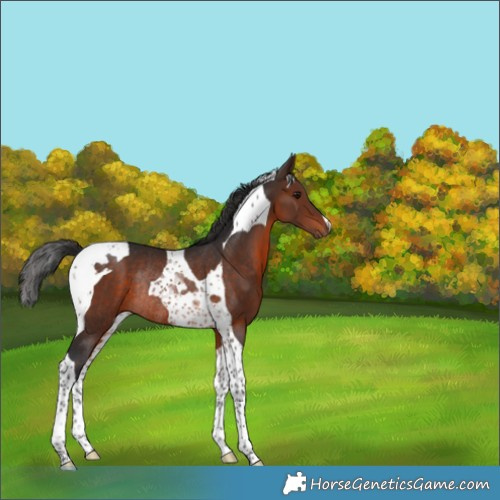 Horse Color:Brown Tobiano Rabicano 