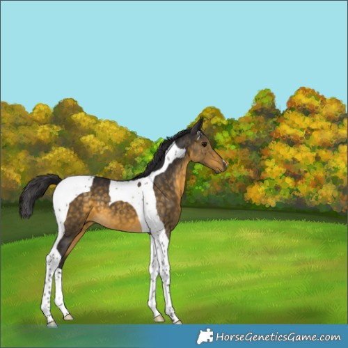 Horse Color:Buckskin Tobiano 