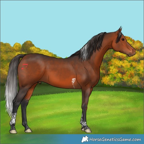 Horse Color:Bay Tobiano 