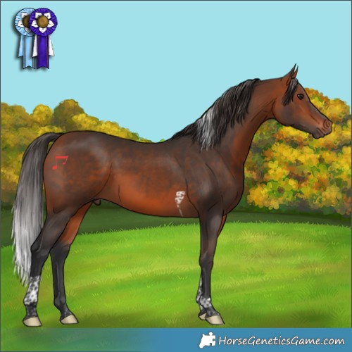Horse Color:Bay Tobiano 