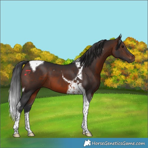 Horse Color:Brown Tobiano 