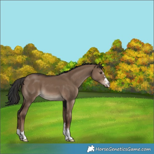 Horse Color:Liver Red Dun 