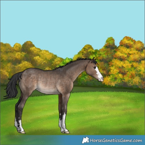 Horse Color:Bay Dun Rabicano 