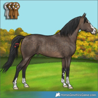 Horse Color:Brown Dun